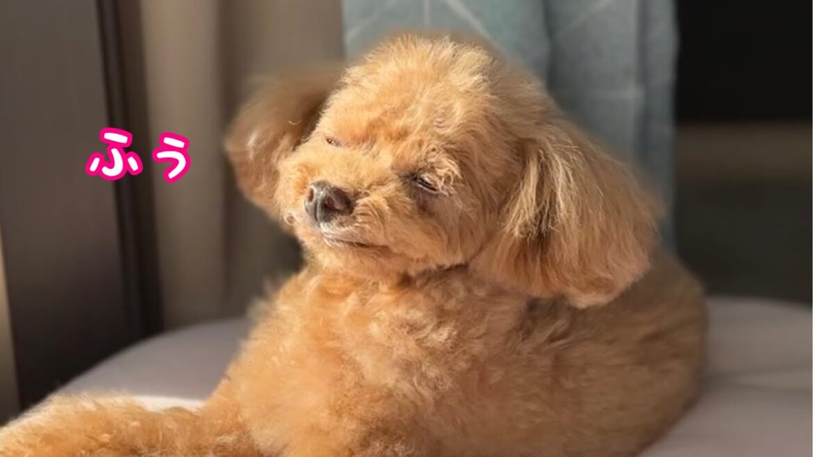 挨拶回りをしてやり切った顔をする犬【トイプードルのコロン】
