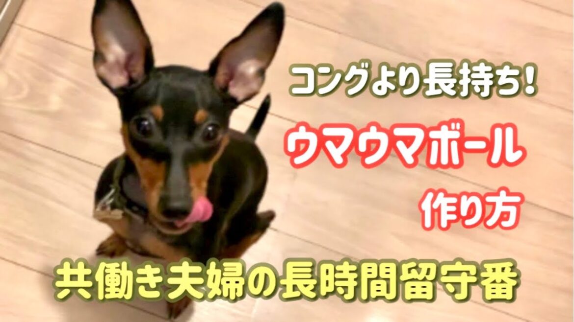 【長時間の留守番準備】出勤前のルーティン