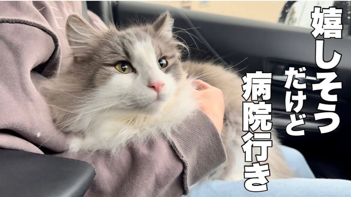 ドライブに見えるけど猫病院行くとこ💦早く行こうと急かしてきたノルウェージャンフォレストキャット