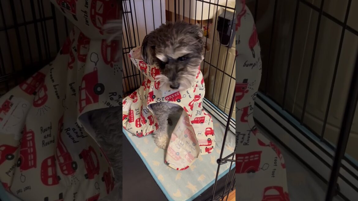 散歩に行きたくない犬 #ミニチュアシュナウザー #shorts