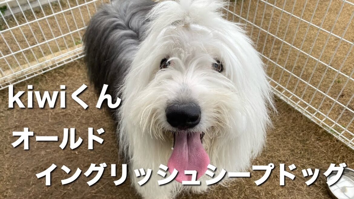 オールドイングリッシュシープドッグ　Kiwiくん【old english sheepdog】