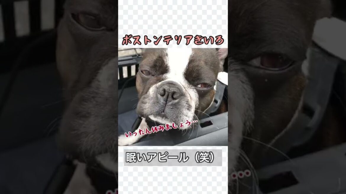 散歩きらいなの…？#ボストンテリア #きいろ