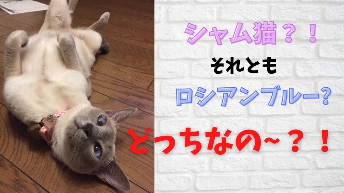 【どっちなの？！】ロシアンブルーブルーポイント？！シャム猫ライラックポイント？！