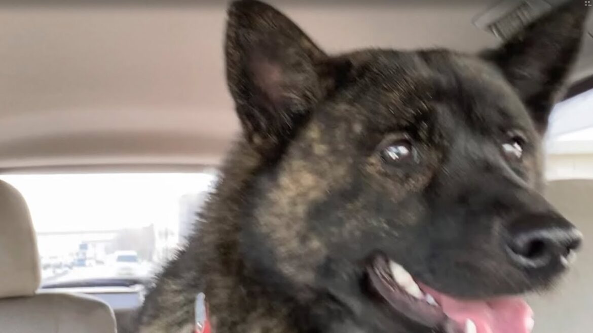 甲斐犬のキクとドライブ