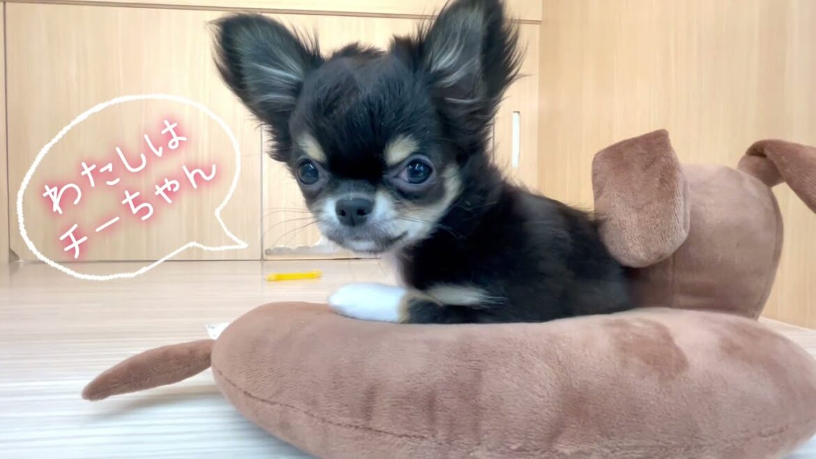 【ロングコートチワワ】天真爛漫な性格!人が寄って来るとテンションMAX! 【ロングコートチワワ】天真爛漫な性格!人が寄って来るとテンションMAX!