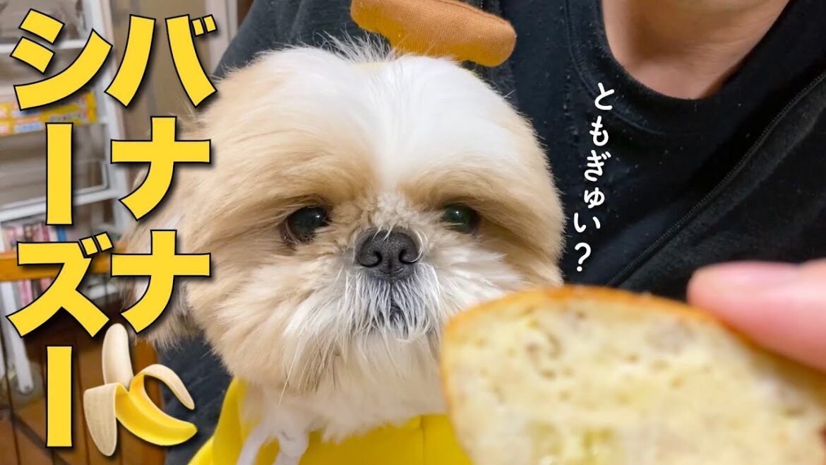 【シーズー】めちゃ可愛いバナナコスプレのシーズーに、甘〜い犬用バナナケーキを作ってあげた！w【225】