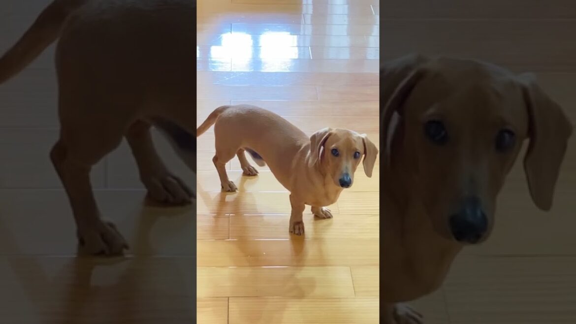 子犬の時と比較すると大人になったことを痛感して泣ける。#shorts #ダックスフンド #スムース
