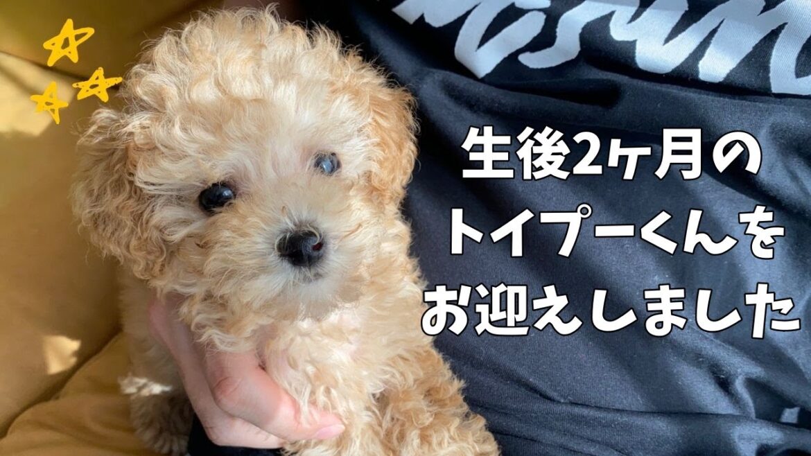 【生後2ヶ月】トイプードルのかわいい子犬をお迎えしました