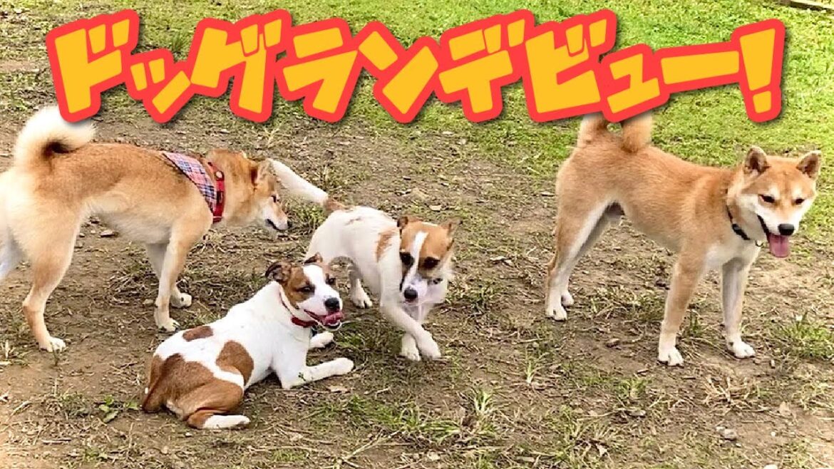 ドッグランデビュー！　ジャックラッセルテリア子犬【なのは】