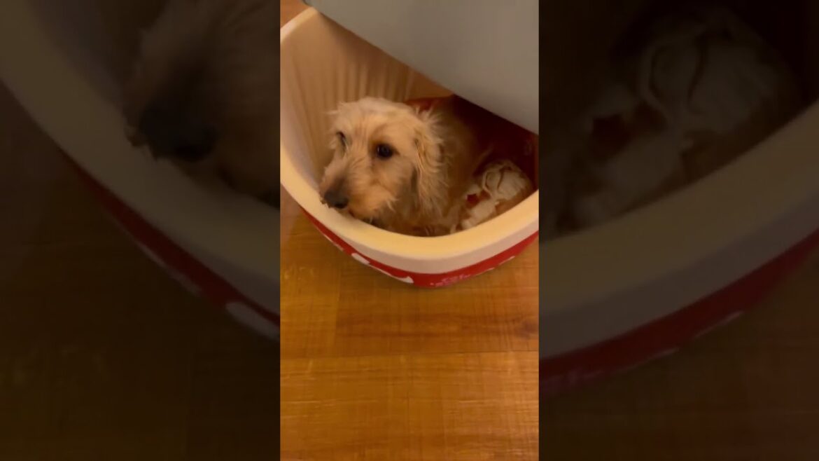 ワイヤーダックス　りんごの舞