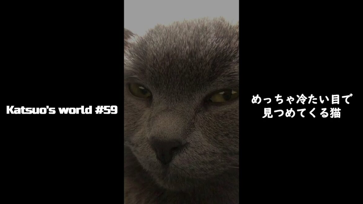 【Shorts】めっちゃ冷たい目で見つめてくる猫【シャルトリュー/猫のかわいい動画】 【Shorts】めっちゃ冷たい目で見つめてくる猫【シャルトリュー/猫のかわいい動画】