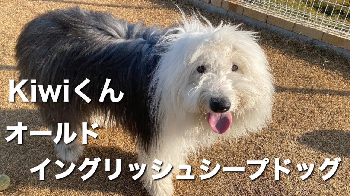 オールドイングリッシュシープドッグ　Kiwiくん【old english sheepdog】