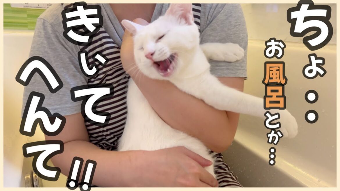 【元野良猫リリー】白猫を初めてお風呂入れたら、さらにめちゃくちゃ白くなりました！！