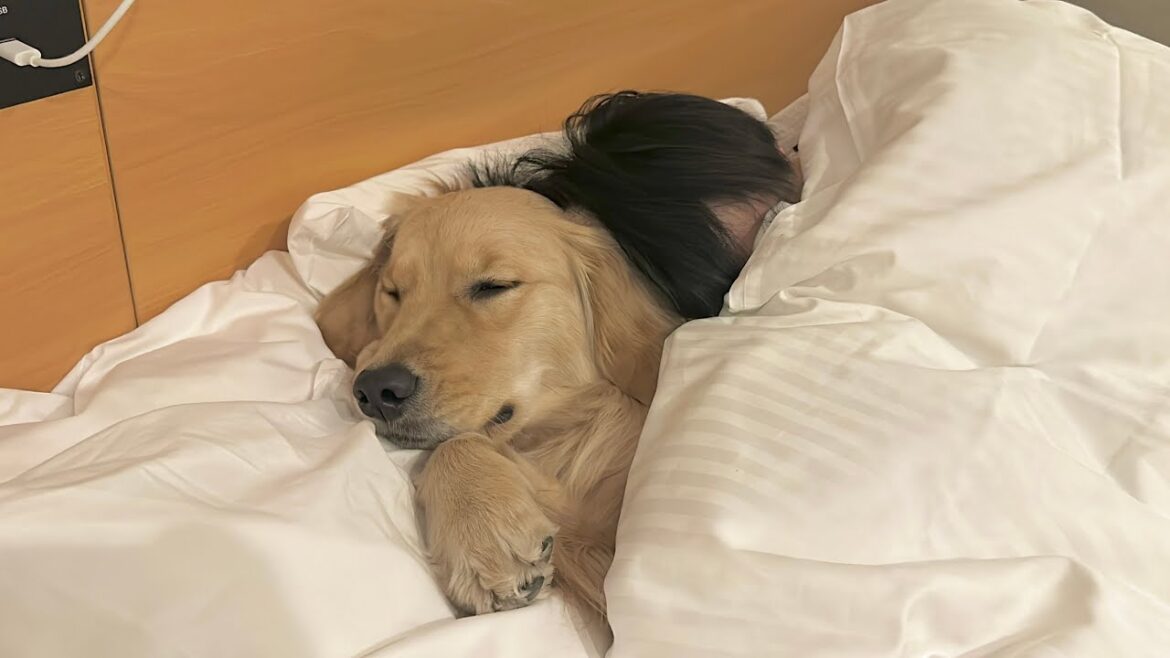 人間のようにベッドに潜り込むゴールデンレトリバーとベッドの端に追いやられる飼い主 人間のようにベッドに潜り込むゴールデンレトリバーとベッドの端に追いやられる飼い主