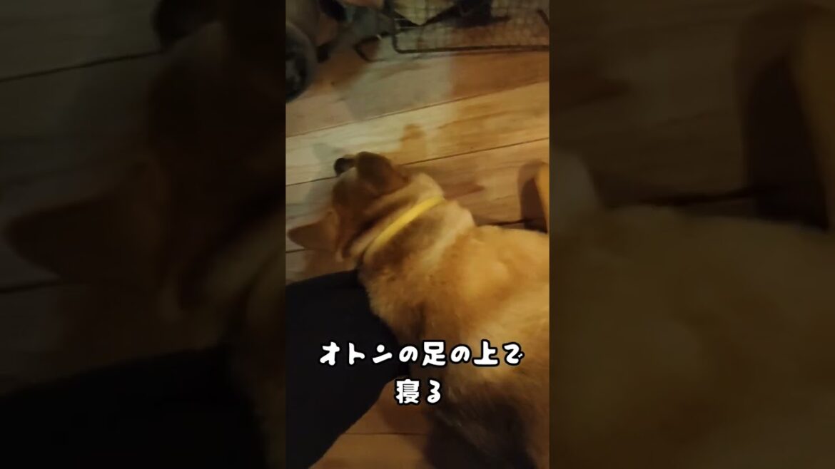 寝たフリするイヌ #shorts