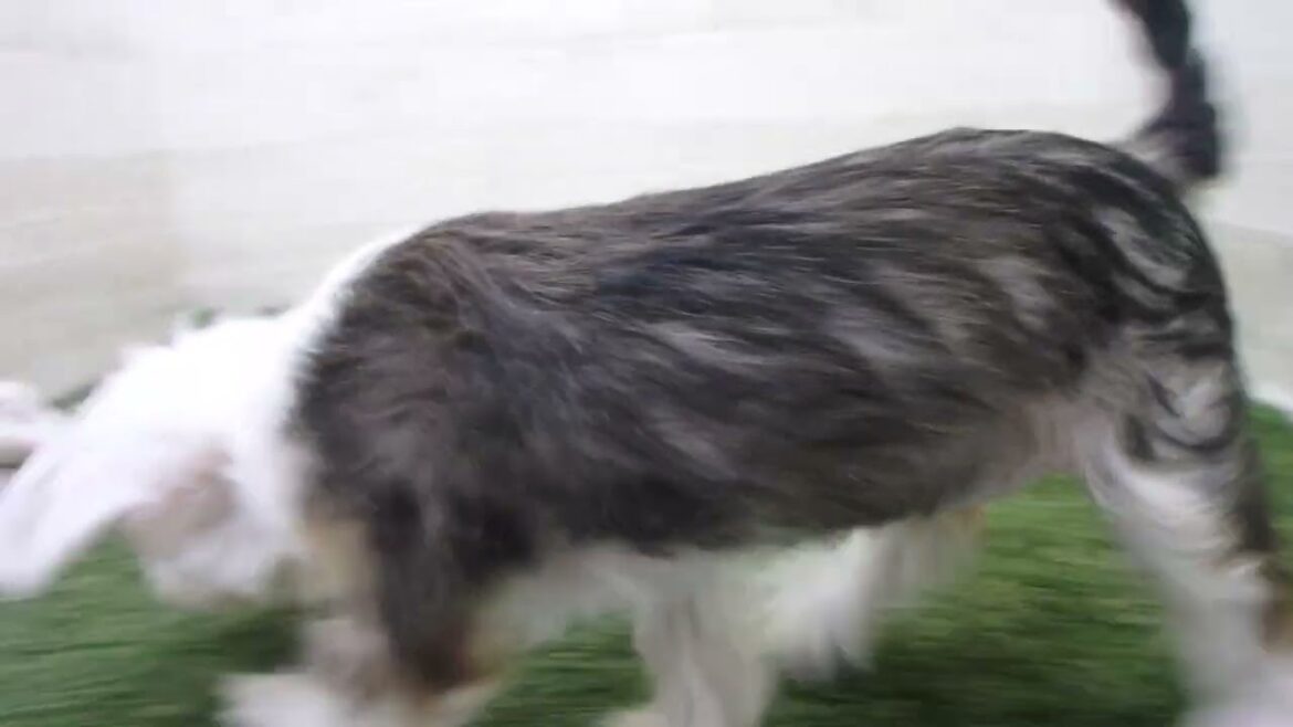 Coo&RIKU　No00616071 チャイニーズクレステッドドッグ