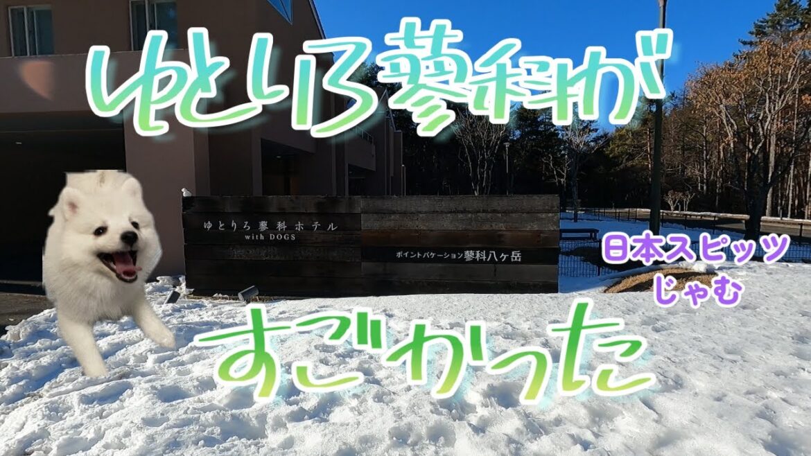 《ゆとりろ蓼科》思い立ったら即行動【日本スピッツじゃむの旅行】
