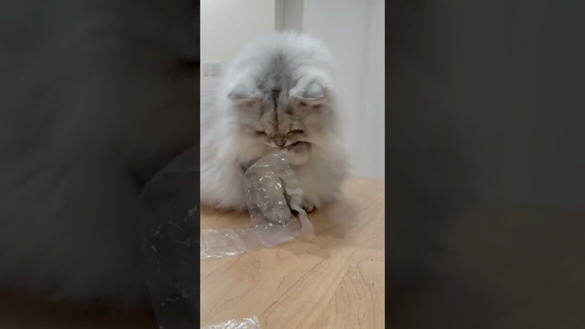 ビニールをチョイチョイしてしまう猫 【サイベリアン】 #Shorts