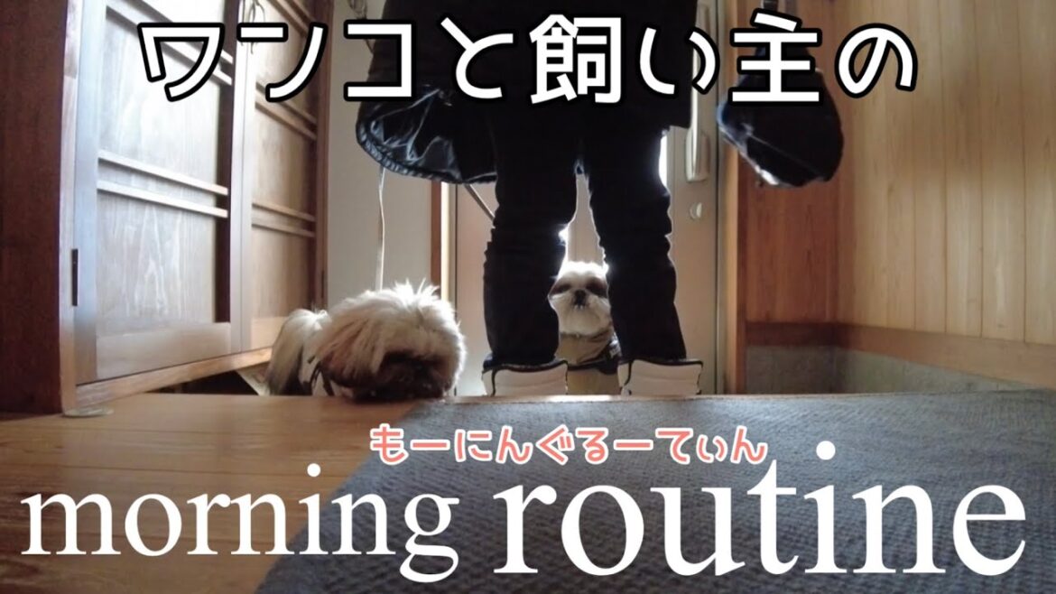 [シーズー多頭飼い]遅起きの飼い主とワンコ。朝の日常