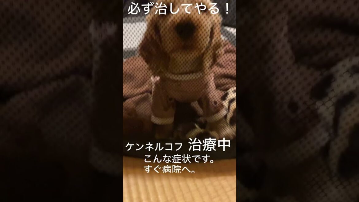 ケンネルコフの症状 kennel cough cocker spaniel puppy #shorts