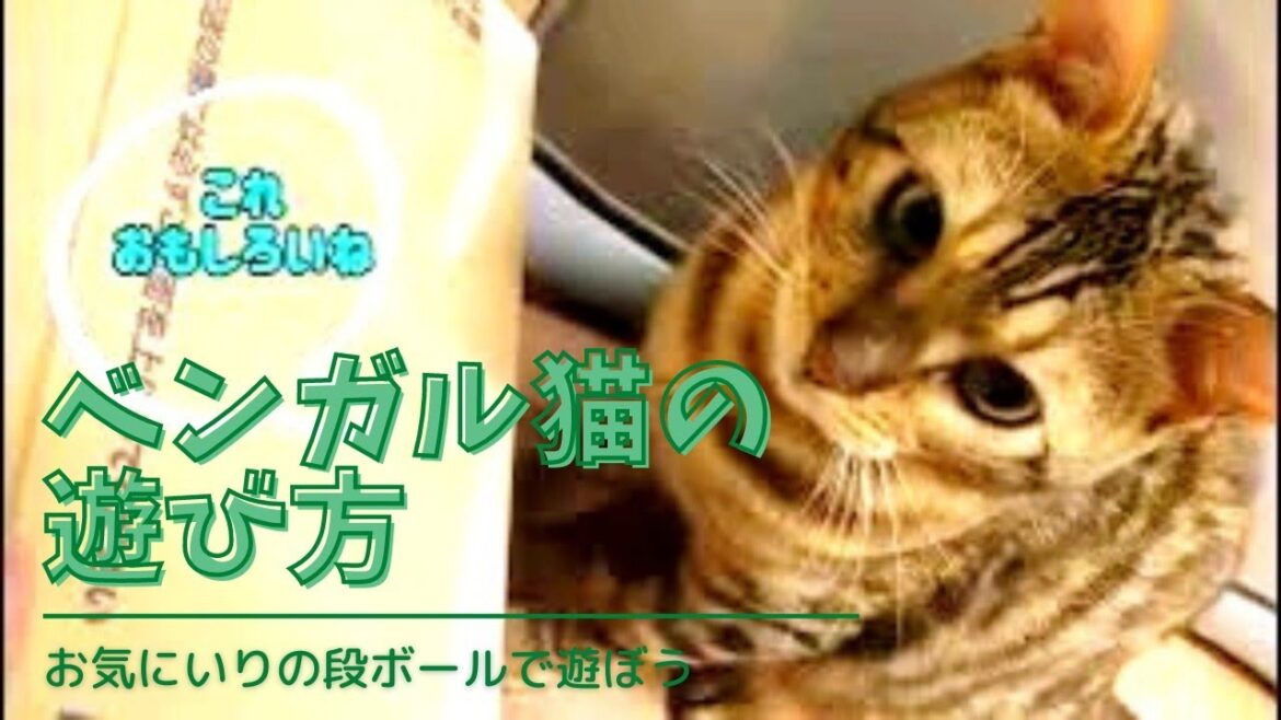 【ベンガル猫】この箱いいね❣️