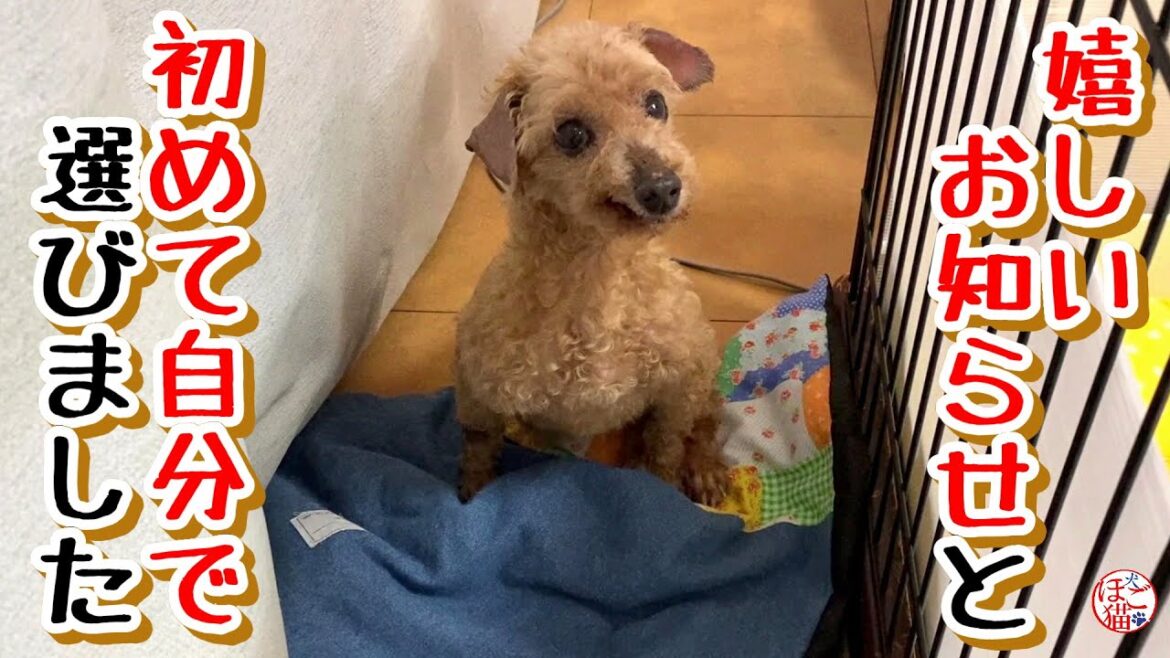 【余剰犬　トイプードル】嬉しいお知らせ　&　初めて自分で選びました！