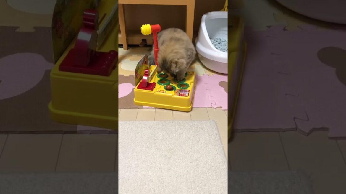 【もぐらたたきに夢中♪】かわいいペルシャ猫 【もぐらたたきに夢中♪】かわいいペルシャ猫