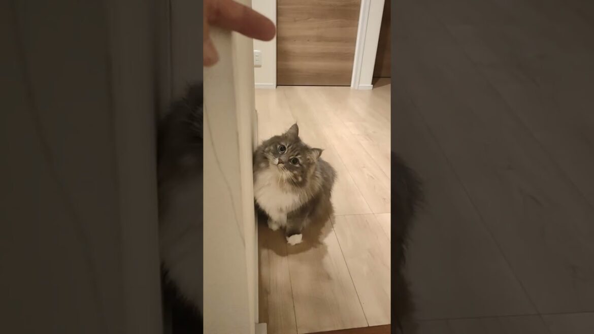 動く指に気付いた猫が目をまん丸にしてて可愛い【サイベリアンのラフィ】#shorts