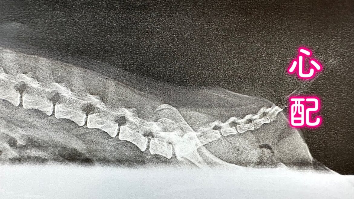 福ちゃんの体に異変があったので病院に行ってきました 福ちゃんの体に異変があったので病院に行ってきました