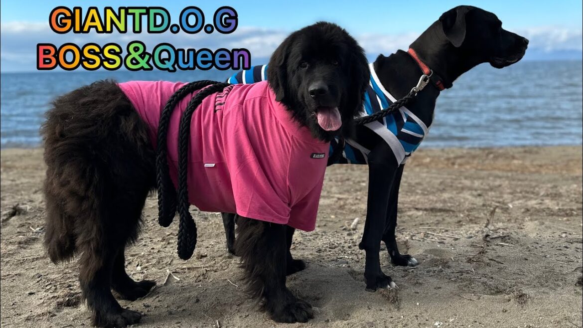 超大型犬 お出かけ🚗³₃🌊 ニューファンドランド ボス君 グレートデーン クィーンちゃん 渡辺ボス 大型犬 多頭飼育 ブラックピットブル服 アイホン14 撮影