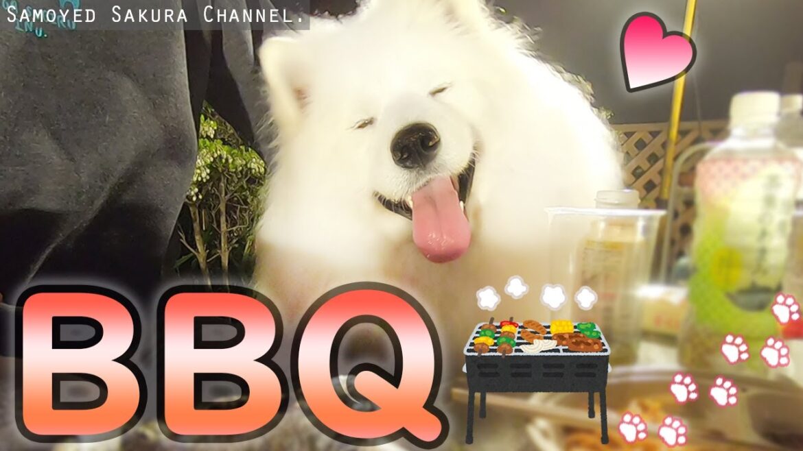 バーベキューを満喫するサモエドさくら バーベキューを満喫するサモエドさくら