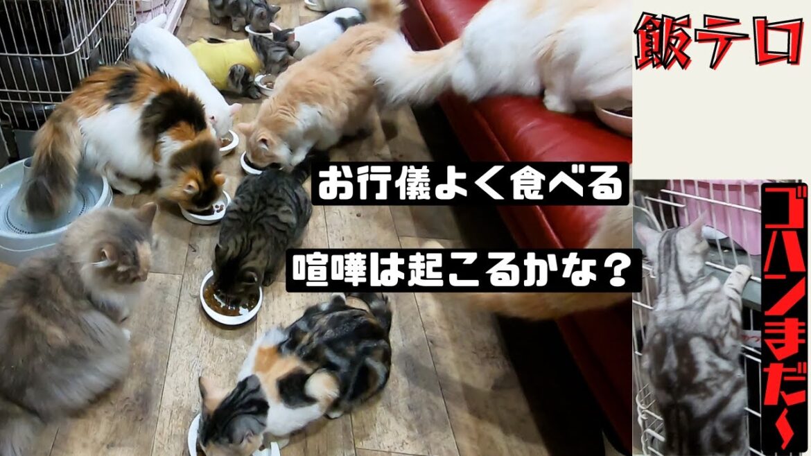 【飯テロ】保護猫カフェ食事の時間お行儀よく食べる猫達に癒される（猫の木）十三駅　The meal scenery of the protected cat cafe is soothing