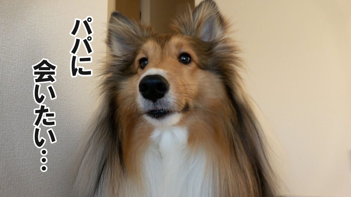 休日の朝は早くパパに会いたくて勝手に２階にいってしまう犬【シェルティちょこ】