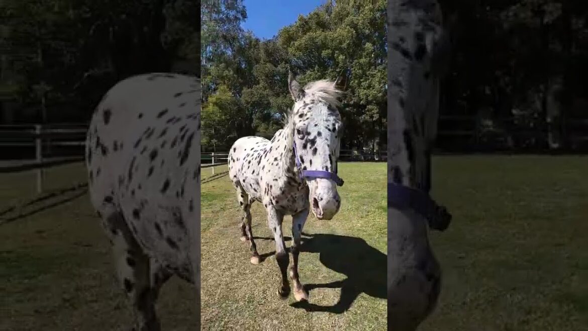 かわいいダルメシアン柄の馬のごろん