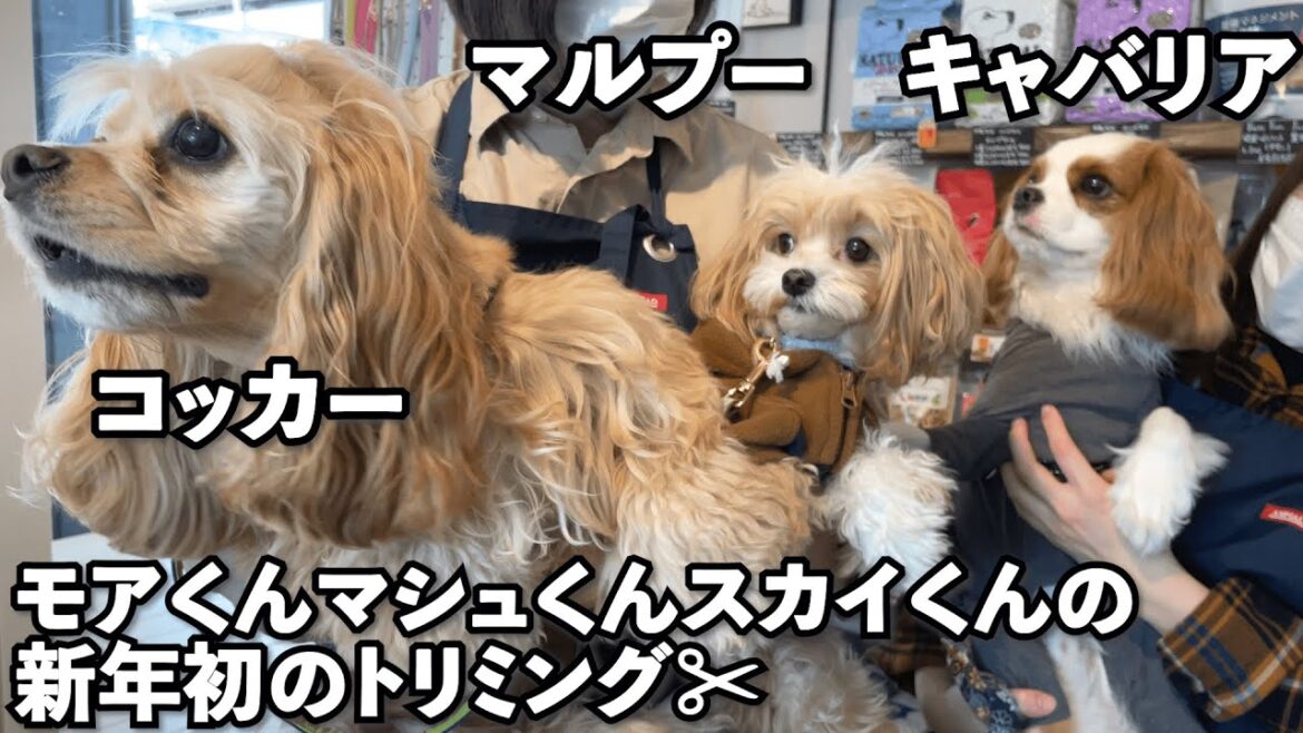 マルプーのマシュくんとアメリカンコッカーのモアくんとキャバリアのスカイくん！新年最初のトリミング✂︎
