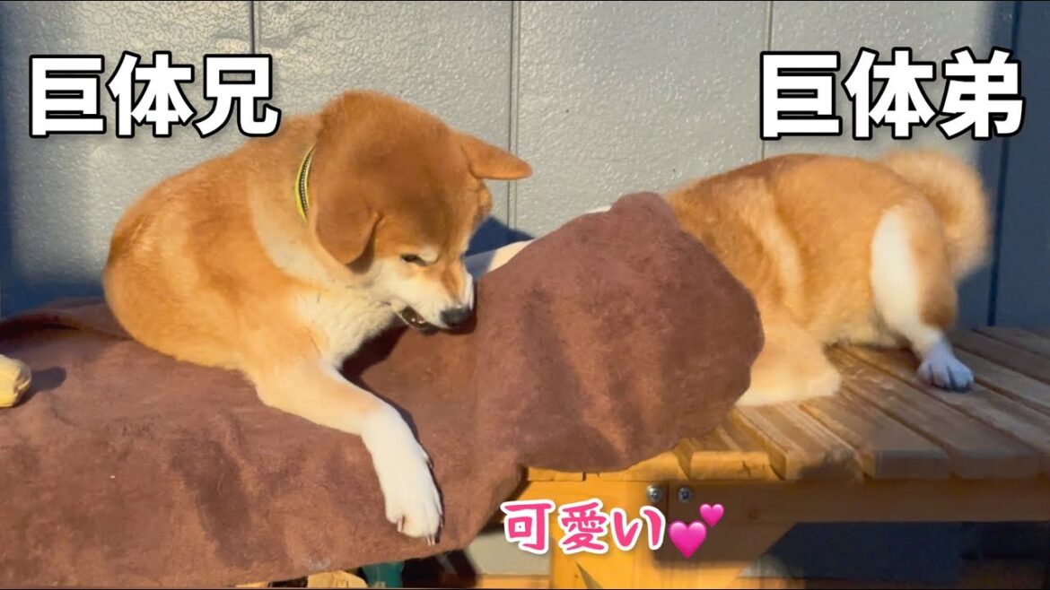 巨大化した柴犬兄弟の小競り合いが迫力あるけど何故か可愛いw