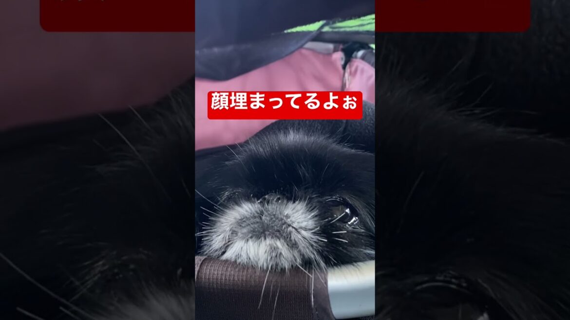 お顔がぺったんこのペキニーズ犬/dog/peki   #shorts