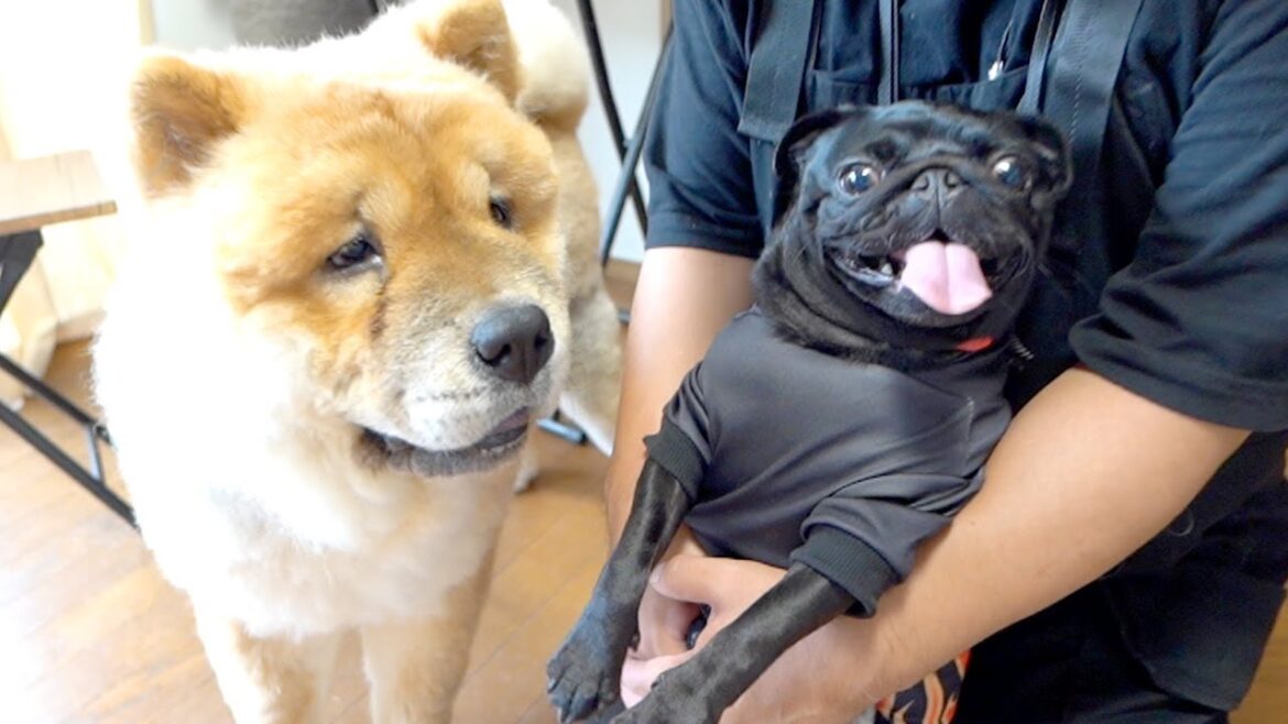 我が家に初めてのお友達犬が遊びに来て興奮しまくるチャウチャウ犬