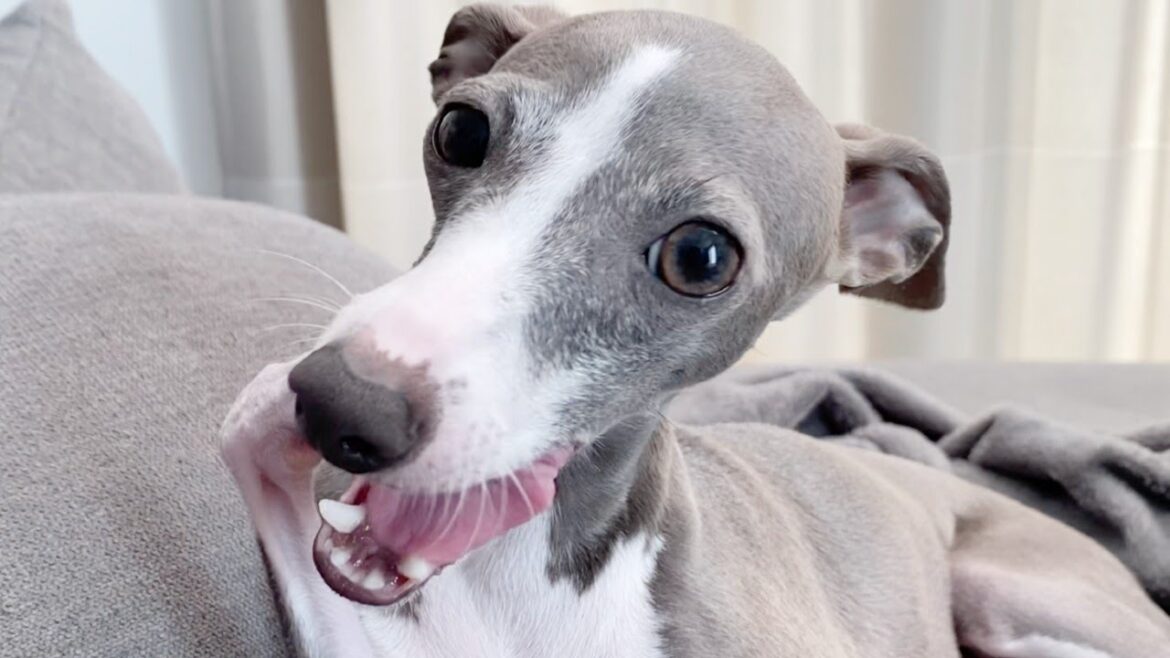 うちの犬はよく喋る【イタリアングレーハウンド】〜My dog ​​talks a lot‼︎〜