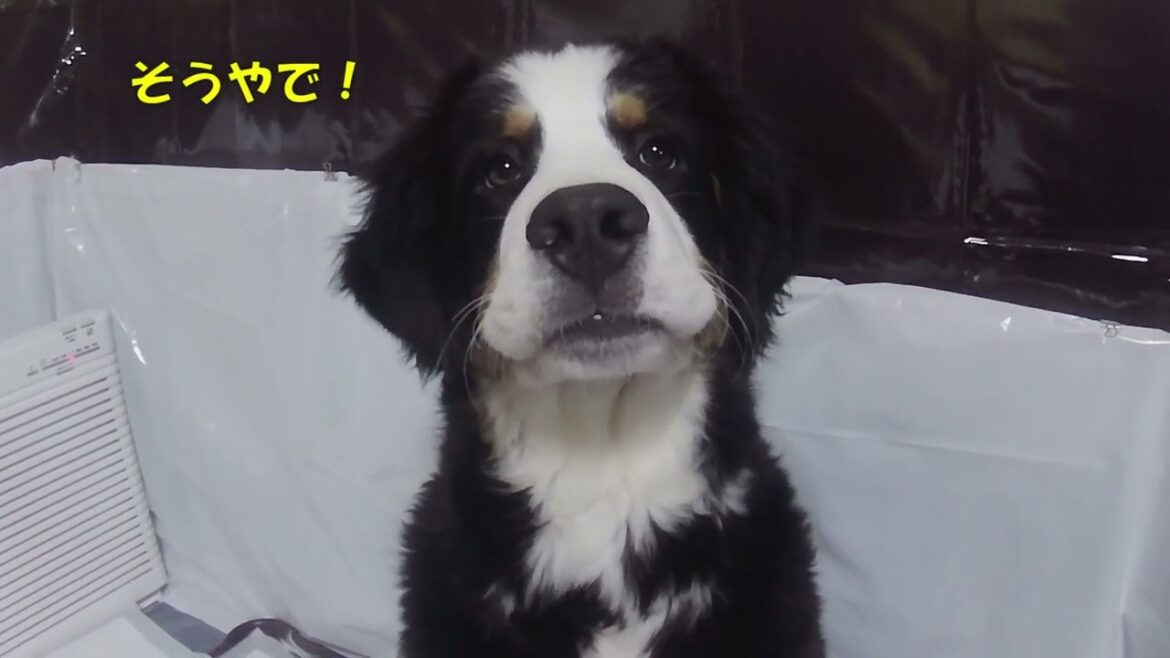 vol.53バーニーズマウンテンドッグパピー/ルークの悪戯