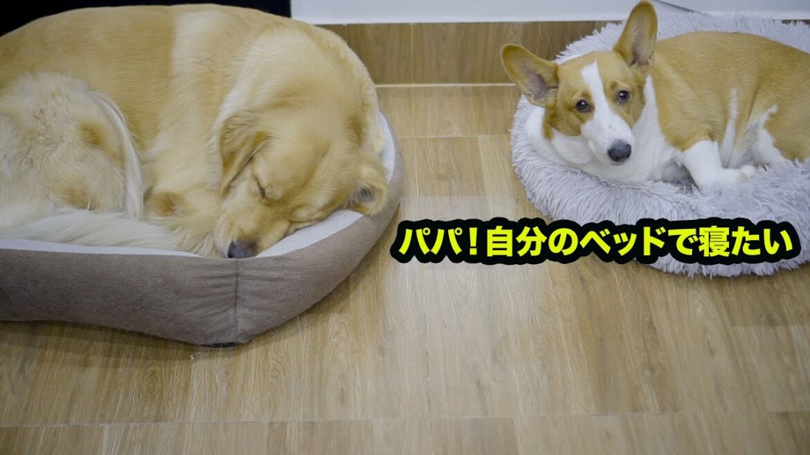 ゴールデンレトリバー犬にベッドを盗られちゃったコーギー犬の反応がこちらです