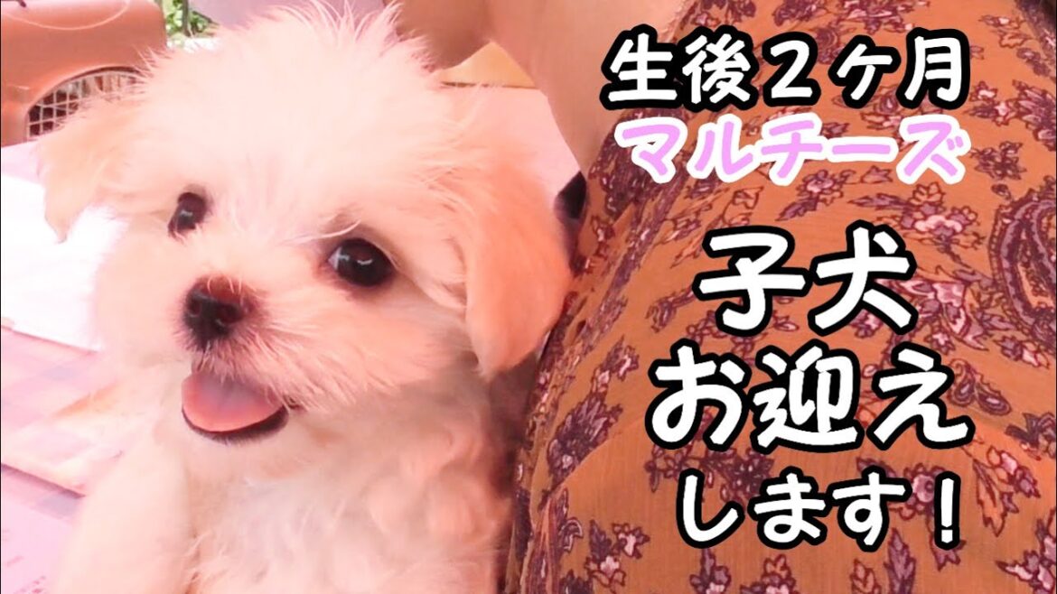 ぬいぐるみと暮らしていたひとりぼっちのマルチーズ子犬をお迎えするまで【パピー】 ぬいぐるみと暮らしていたひとりぼっちのマルチーズ子犬をお迎えするまで【パピー】