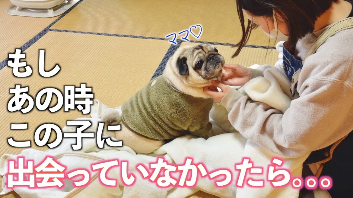 【何度裏切られても】溢れるほどの愛情と笑いをくれる保護犬パグとの一日｜初めてのお家キャンプで絶品飯｜おパジャマで大暴れ｜PUG VLOG