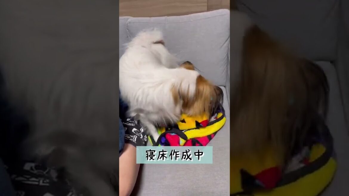 【ナイトルーティーン】パピヨンのベッドの作り方 #shorts 【ナイトルーティーン】パピヨンのベッドの作り方 #shorts