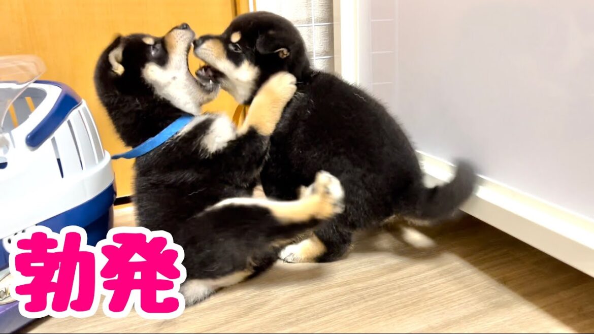 【柴犬 子犬】子犬たちの遊び時間がとても楽しい