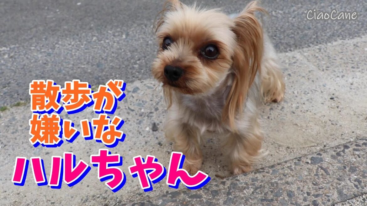 ハルと朝のひととき【ヨークシャーテリア専門犬舎チャオカーネ】