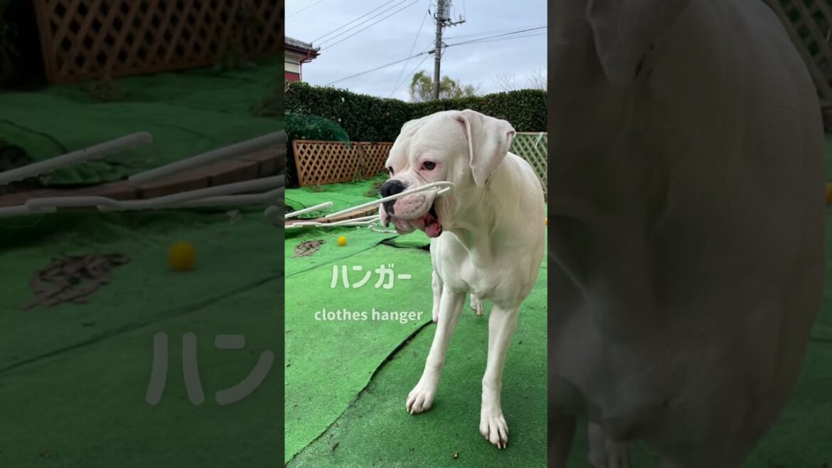 毎日イタズラ三昧　Mischiefゴールデンレトリバー　ボクサー犬