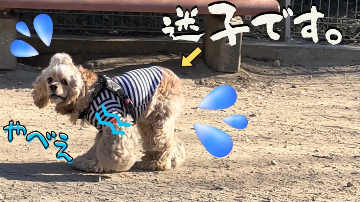 【迷子犬】ドッグランで健気に飼い主を探すも突然大ピンチに陥るわんこ［再会シーン］