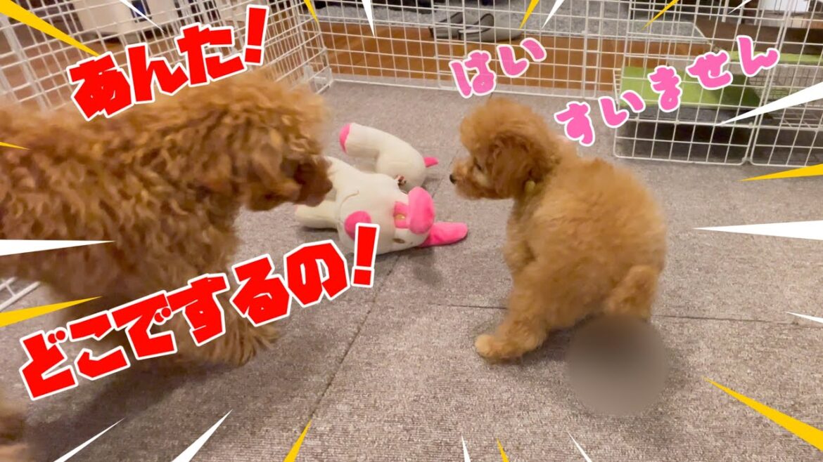 【お迎え2日目】床に○○したら先住犬に怒られるトイプードルの子犬