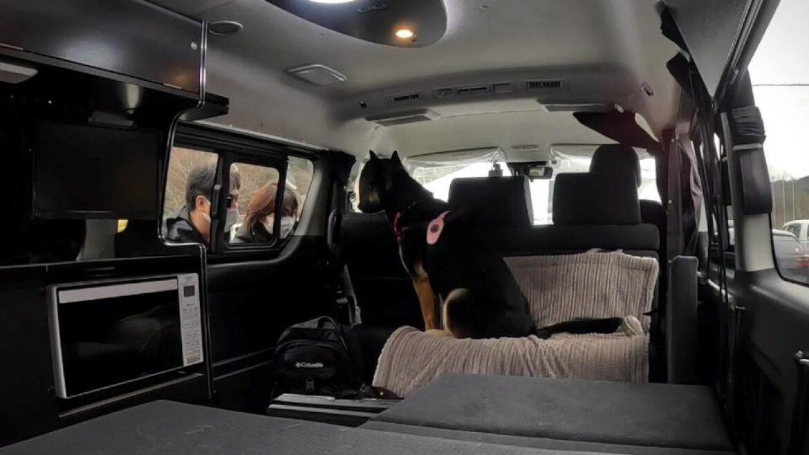 愛犬に車の中で留守番してもらった結果・・・【ジャーマンシェパード】